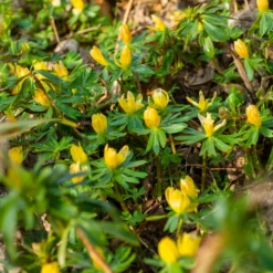 Winterling (x10) - Erste Blüten im Winter
