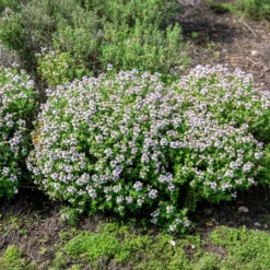 Winterthymian Bio - Würzig ernten, ganzjährig
