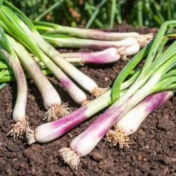 Winterzwiebel (Lauchzwiebel) ‘Commune Rouge’ - Milde rote Ernte, ganz einfach
