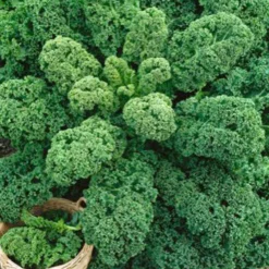 Wirsing ‚Westlandse Herbst‘ - Winterernte einfach gemacht