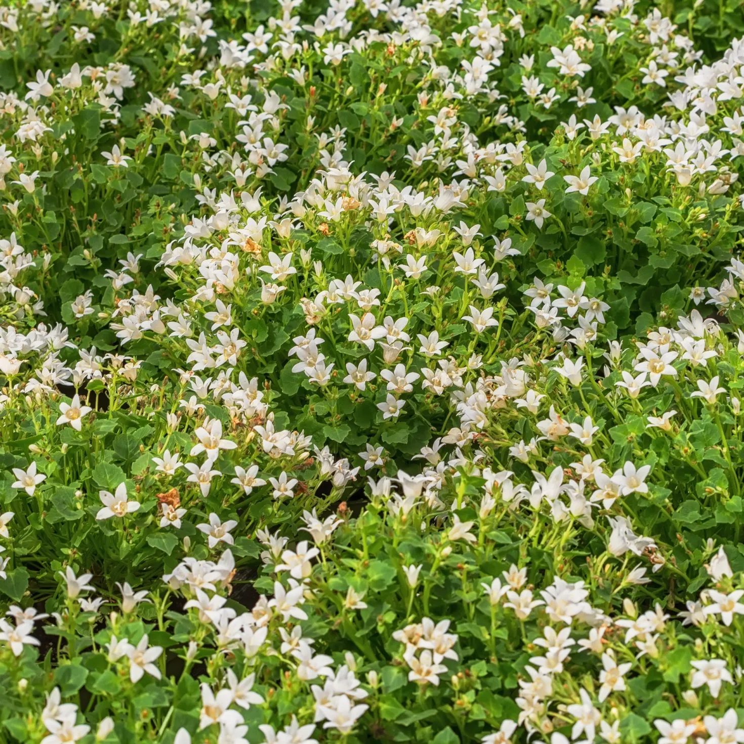 Witte muurklokje - Weißer Blütenteppich im Nu