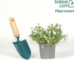 Witte muurklokje - Weißer Blütenteppich im Nu