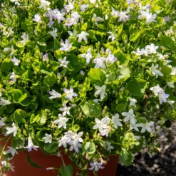 Witte muurklokje - Weißer Blütenteppich im Nu