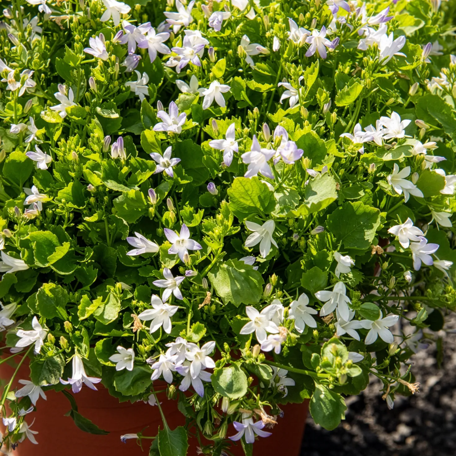 Witte muurklokje - Weißer Blütenteppich im Nu