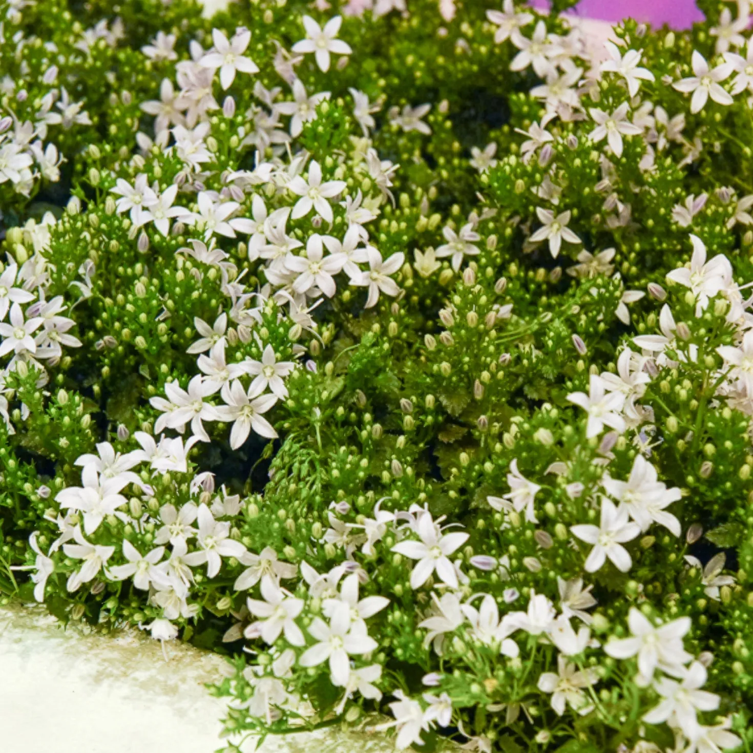 Witte muurklokje - Weißer Blütenteppich im Nu
