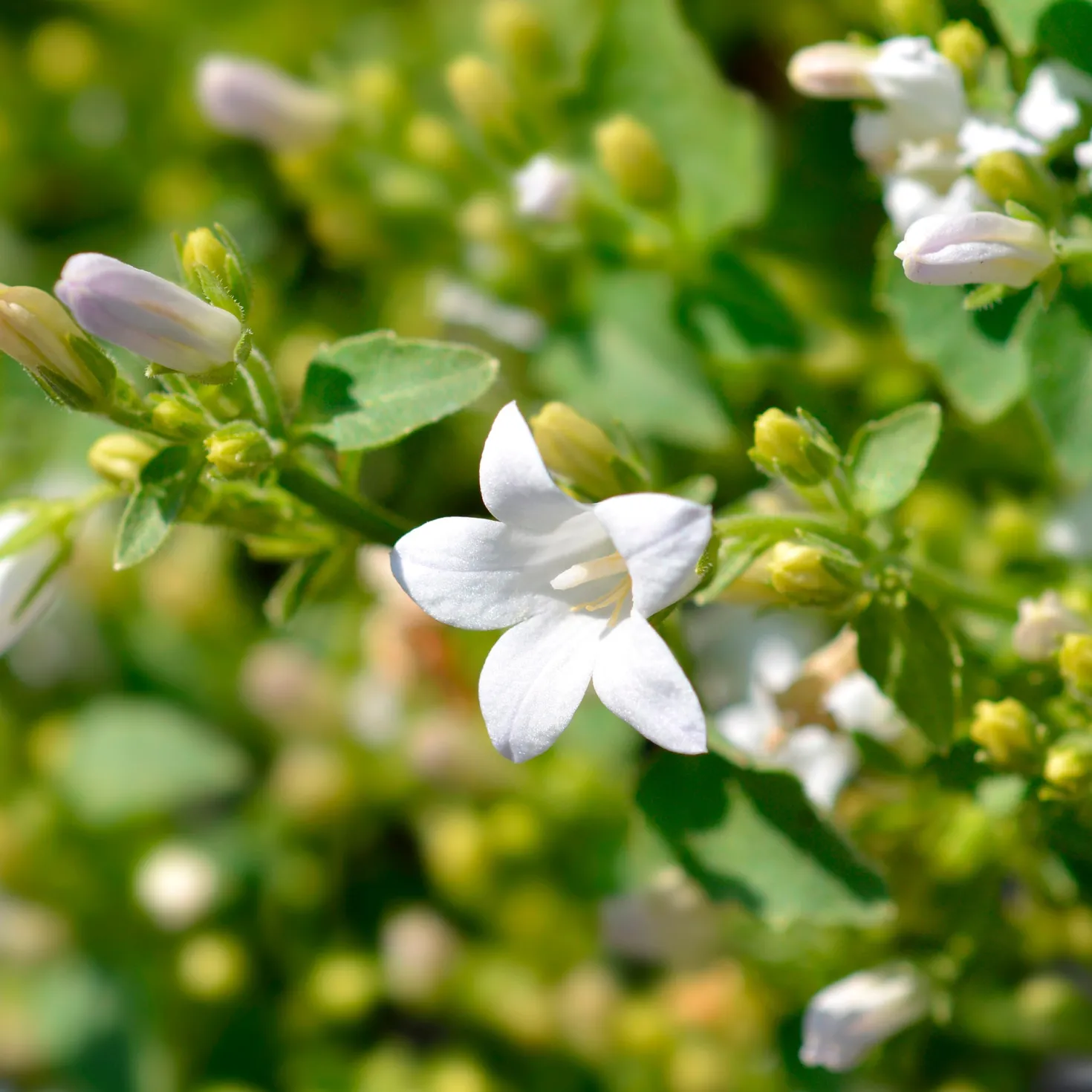 Witte muurklokje - Weißer Blütenteppich im Nu