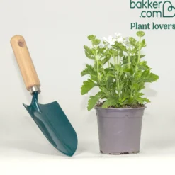 Witte verbena - Weiße Blütenkaskade für den Balkon