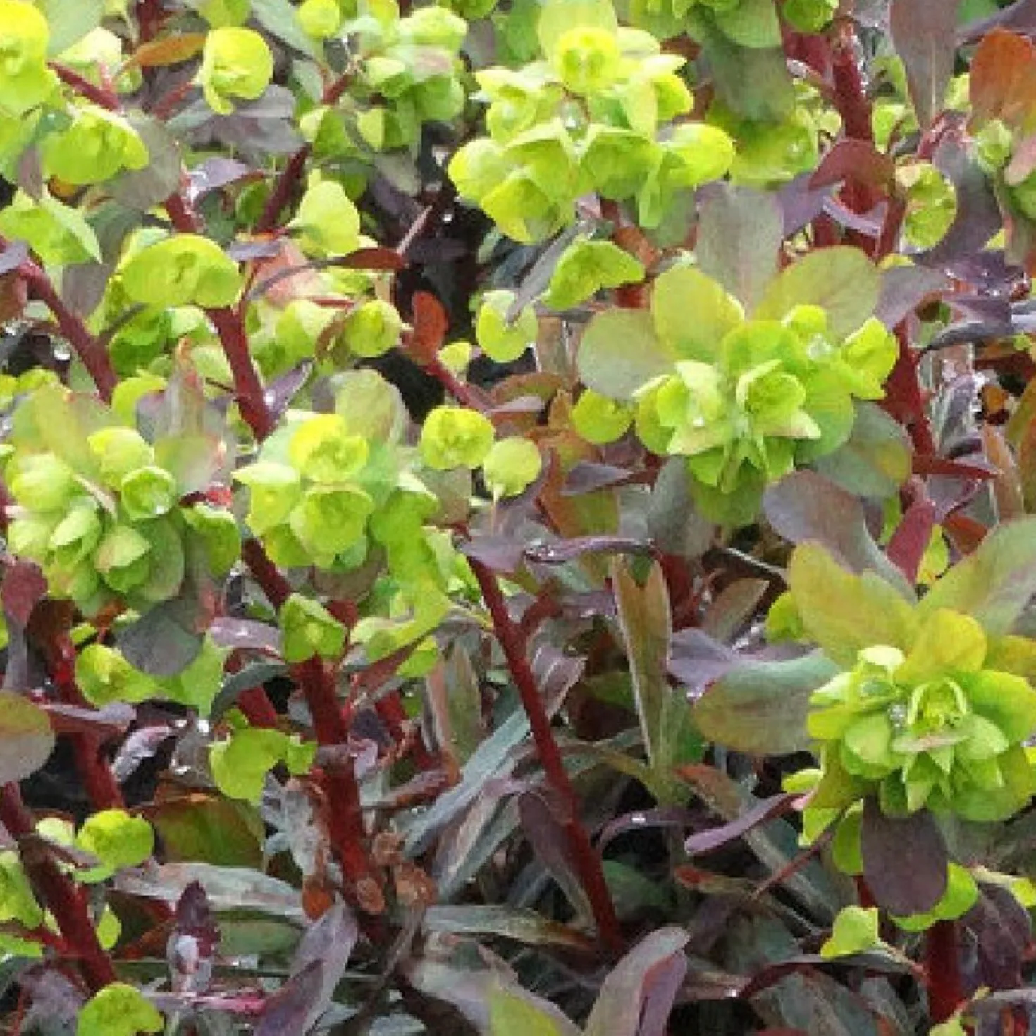 Wolfsmilch Ruby Glow - Rotes Laub das ganze Jahr