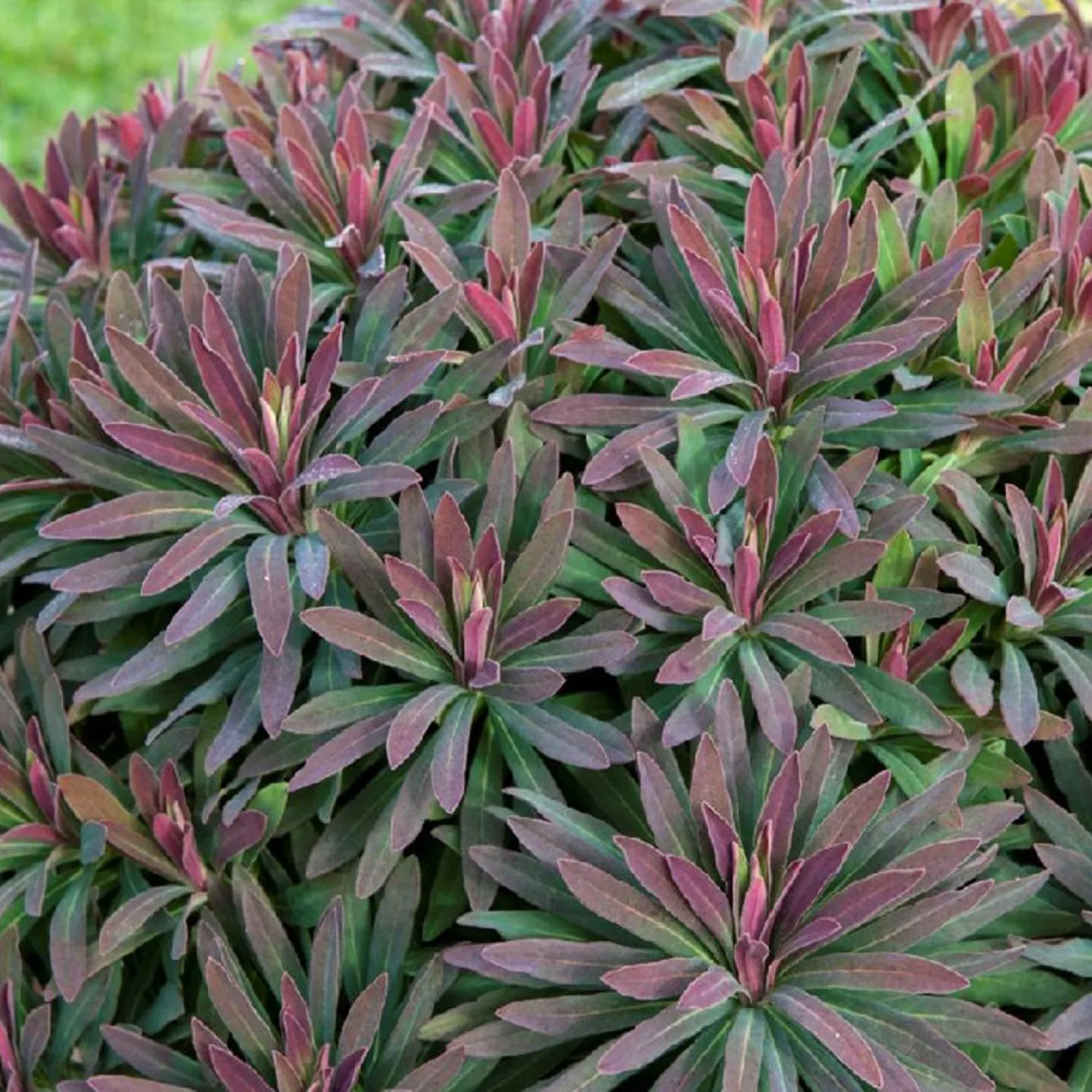 Wolfsmilch Ruby Glow - Rotes Laub das ganze Jahr