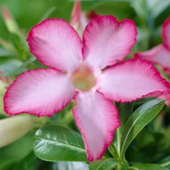 Wüstenrose - Exotik fürs Fensterbrett