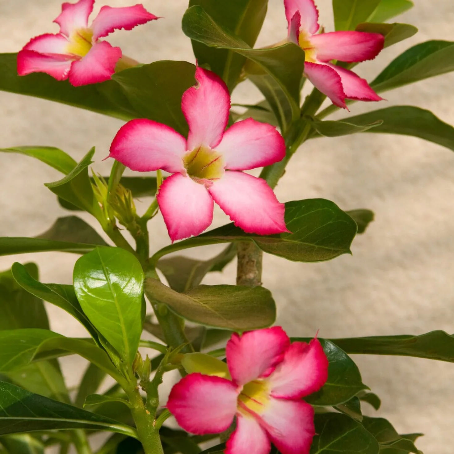 Wüstenrose - Exotik fürs Fensterbrett