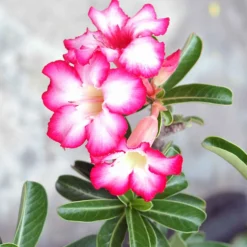 Wüstenrose - Exotik fürs Fensterbrett