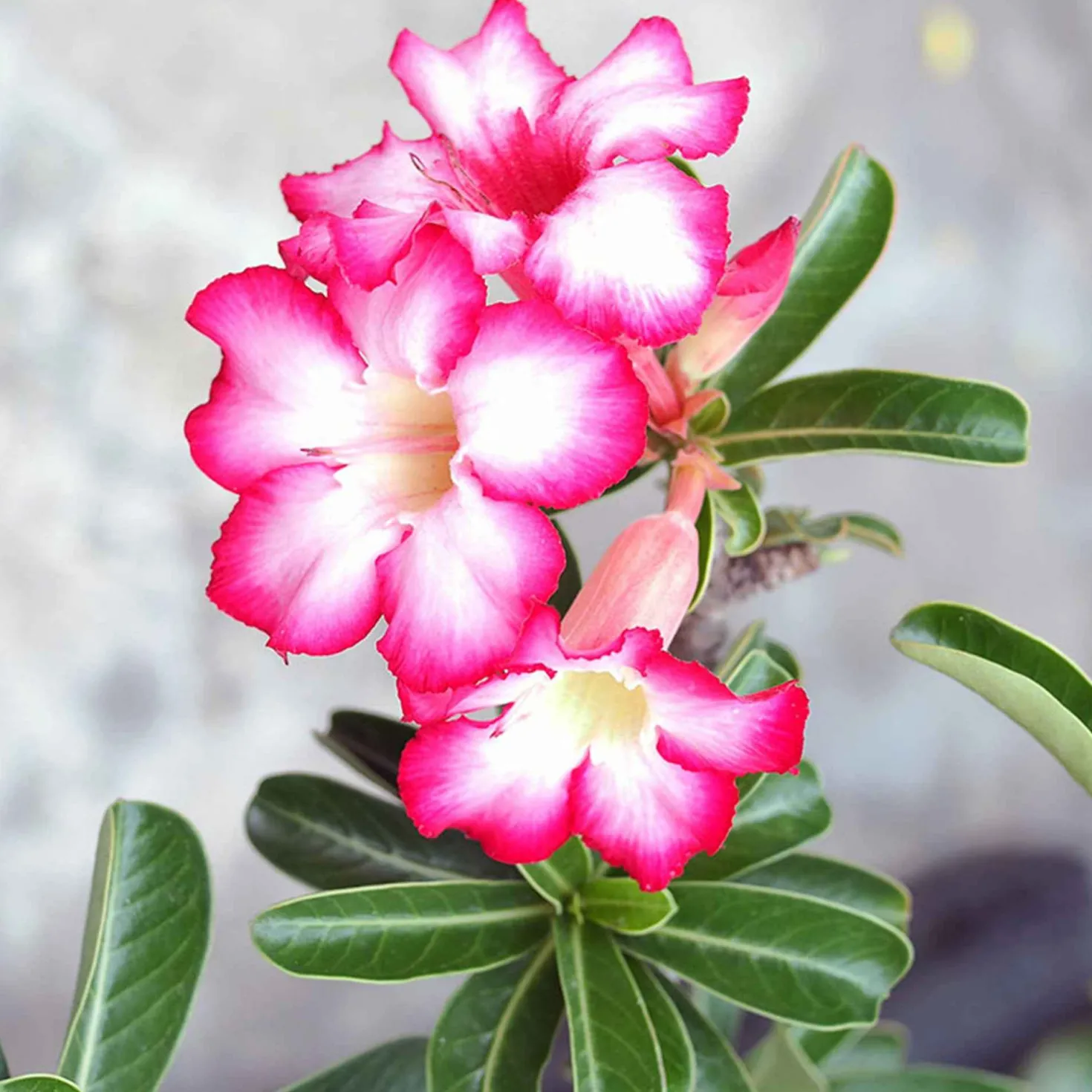 Wüstenrose - Exotik fürs Fensterbrett