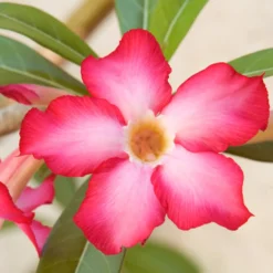 Wüstenrose in weißem Blumentopf - Spektakuläre Blüten für dekorative Räume
