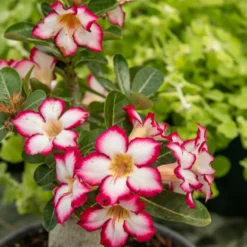 Wüstenrose in weißem Blumentopf - Spektakuläre Blüten für dekorative Räume