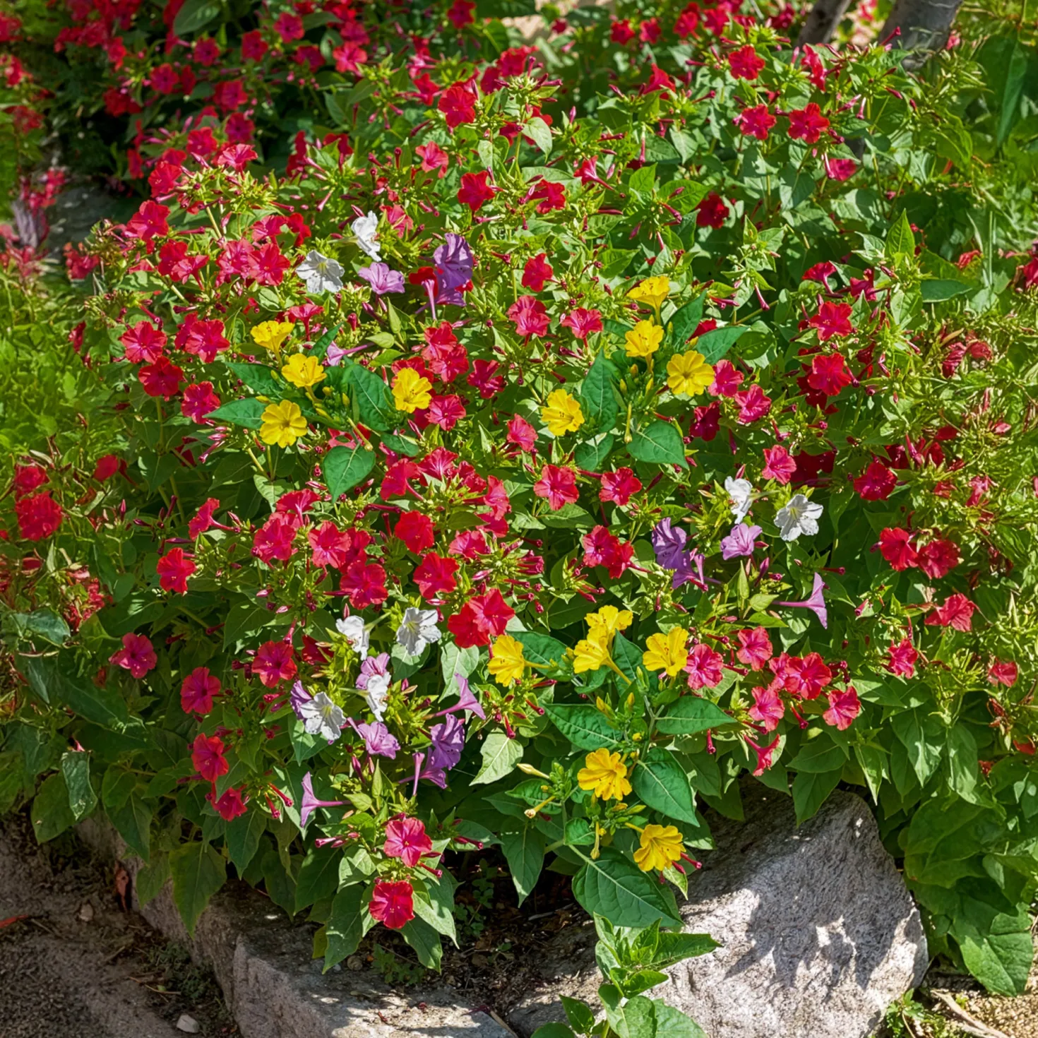 Wunderblume Mischung (x6) - Farbenspiel jeden Abend neu