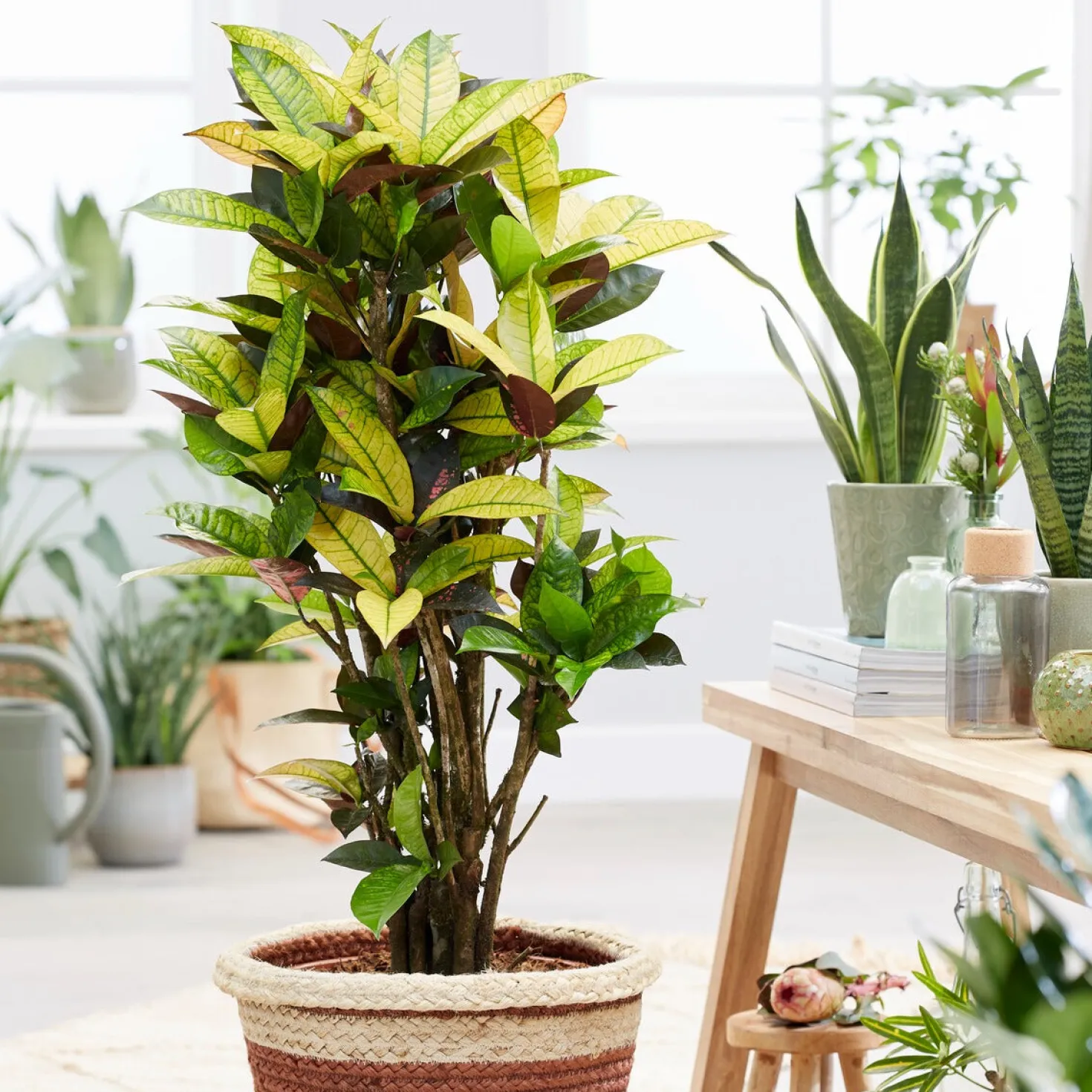 Wunderstrauch 'Mrs. Iceton' - Farbfeuerwerk fürs Zuhause