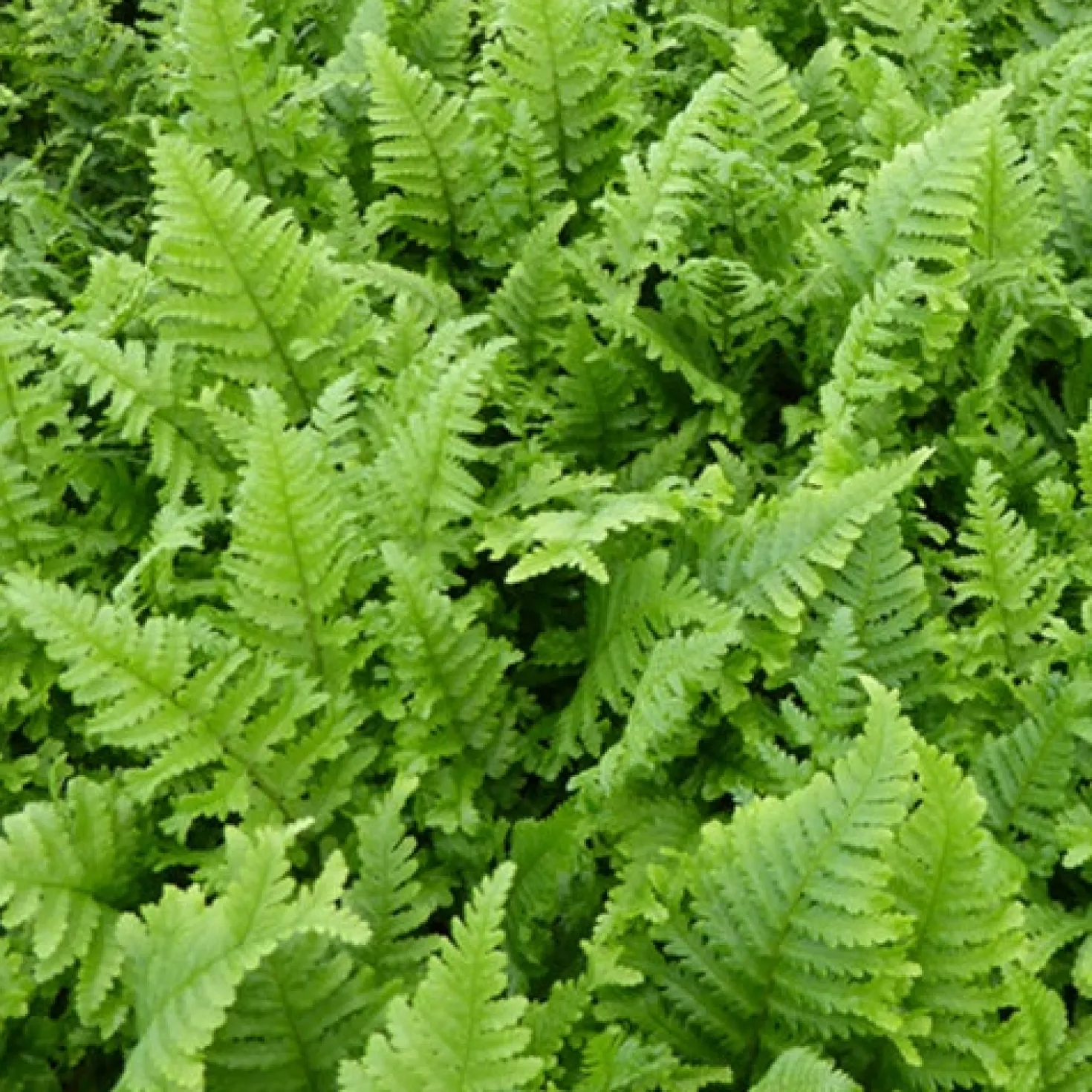 Wurmfarn ‘Cristata’ - Struktur für den Schatten