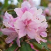Yakushimanum-Rhododendron ‘Doc’ - Rosa Blüten, dichter Wuchs