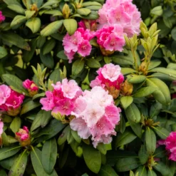 Yakushimanum-Rhododendron ‘Doc’ - Rosa Blüten, dichter Wuchs