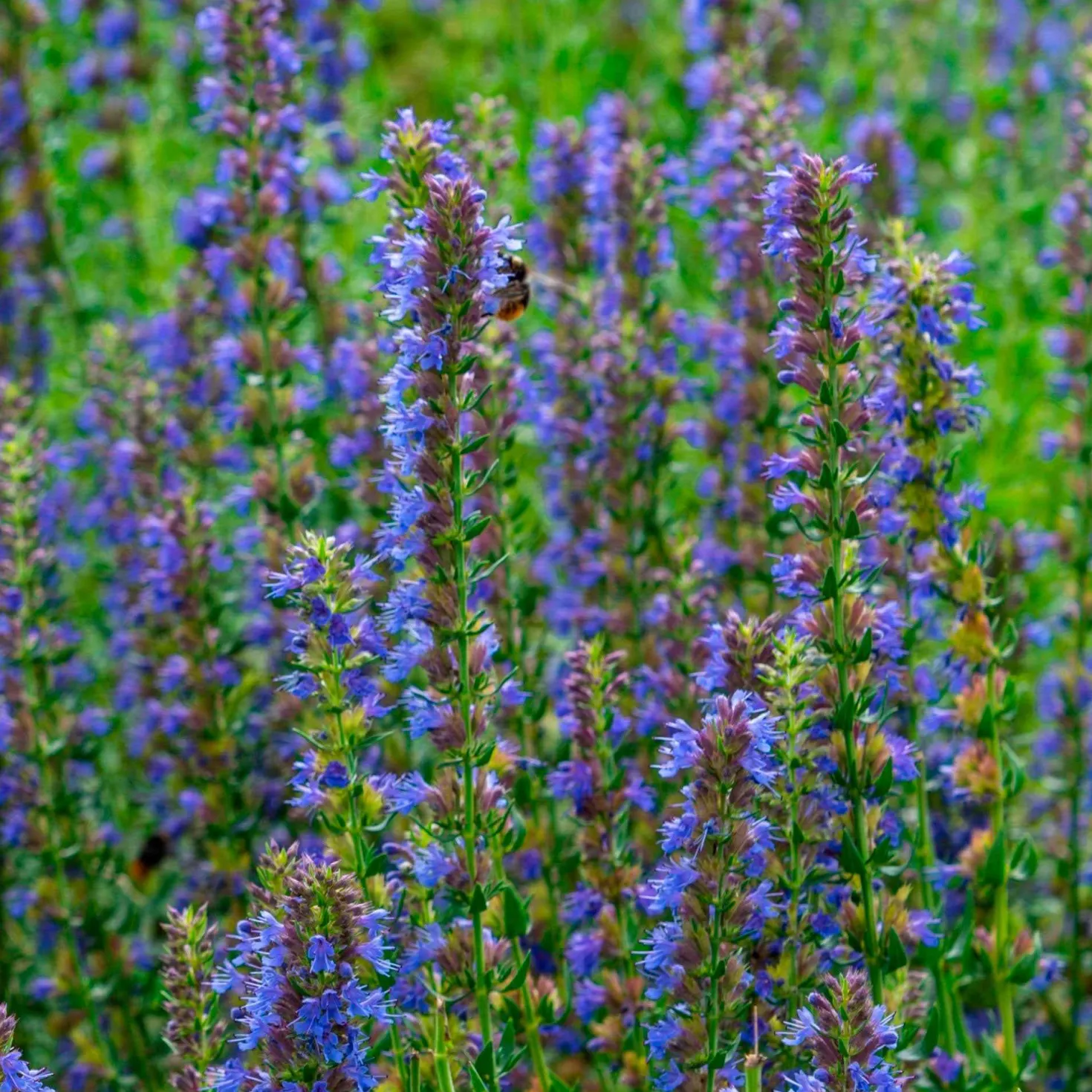 Ysop - Blaue Blüten für Bienen