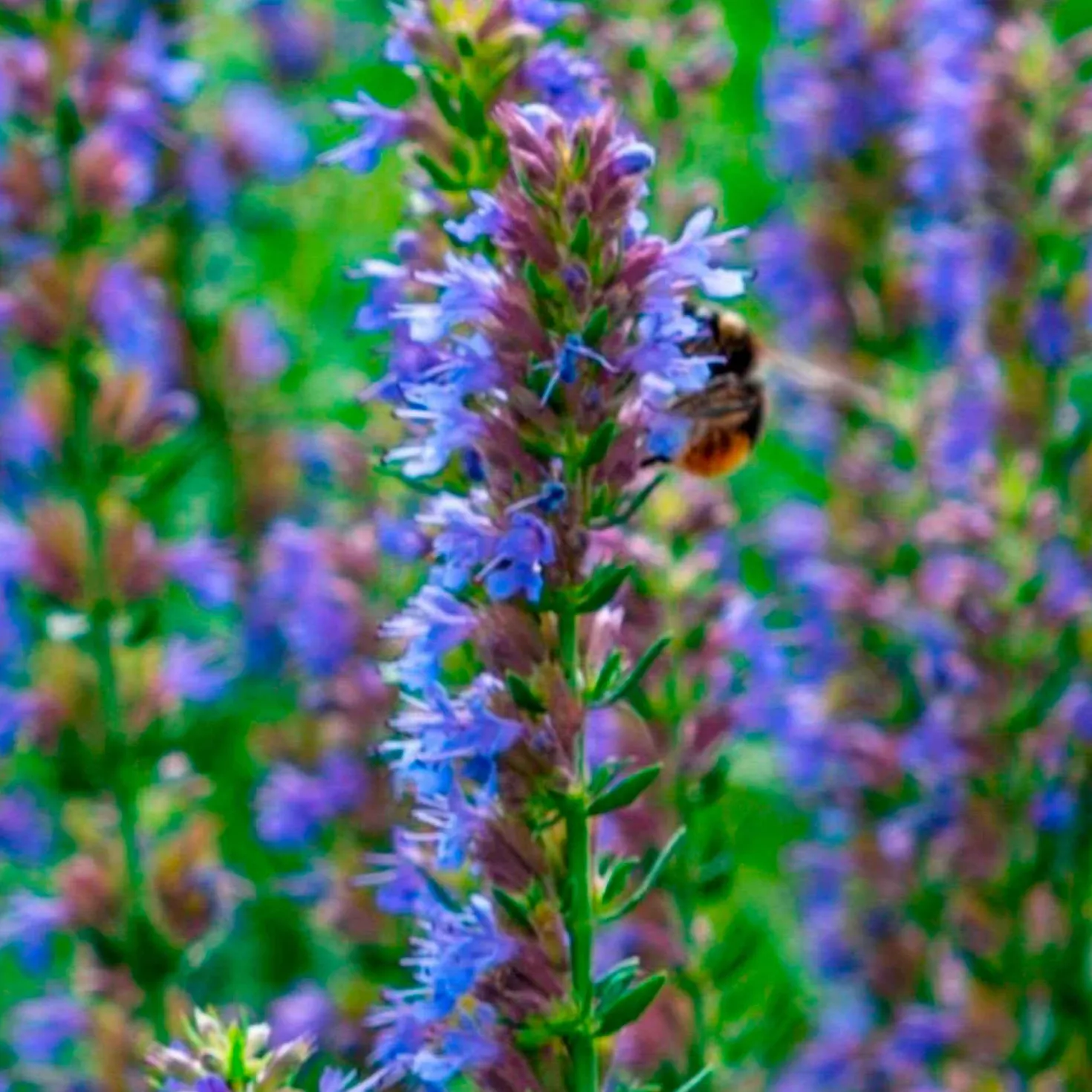 Ysop - Blaue Blüten für Bienen