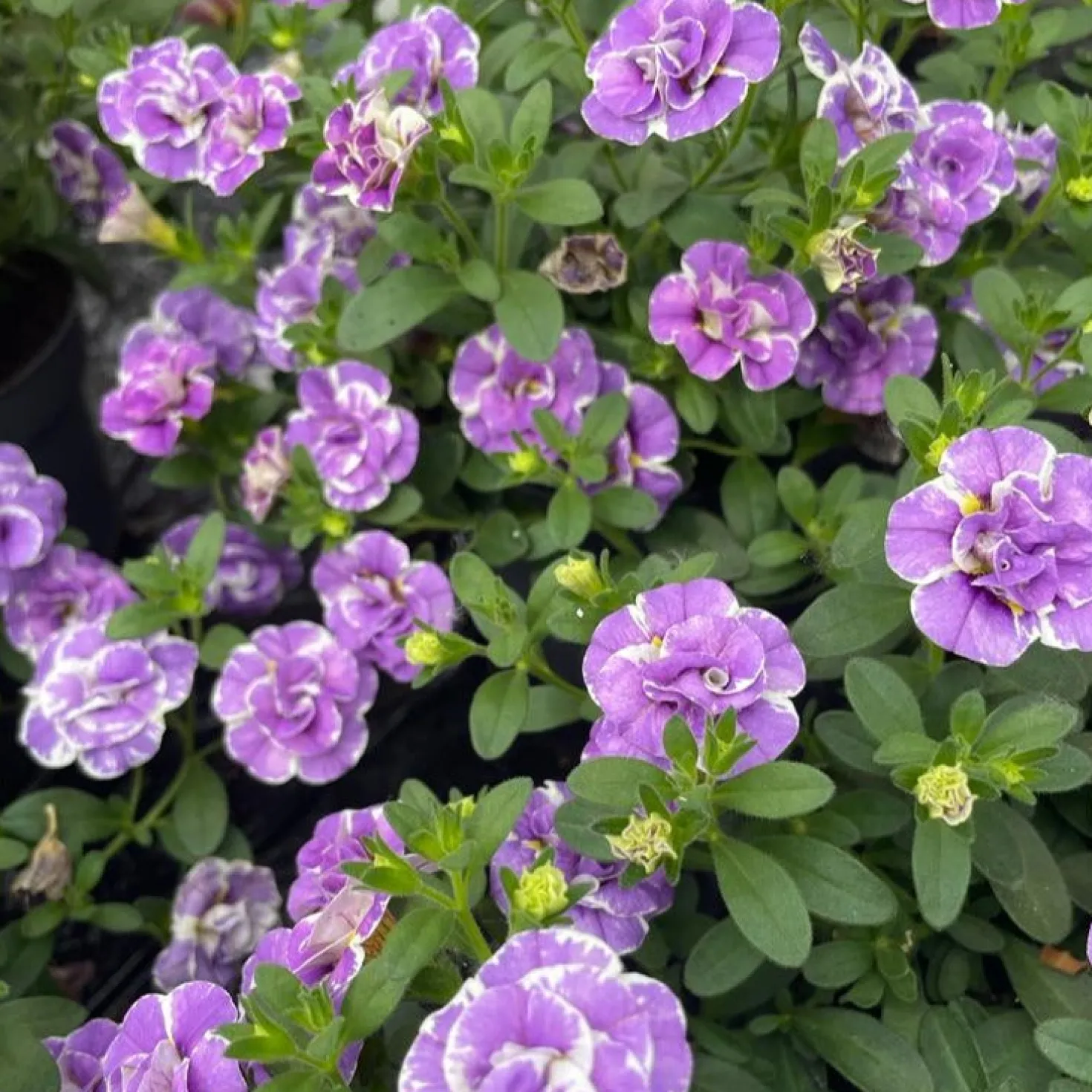 Zauberglöckchen ‘Double Loopy Lavender’ (x3) - Volle Blüten den ganzen Sommer