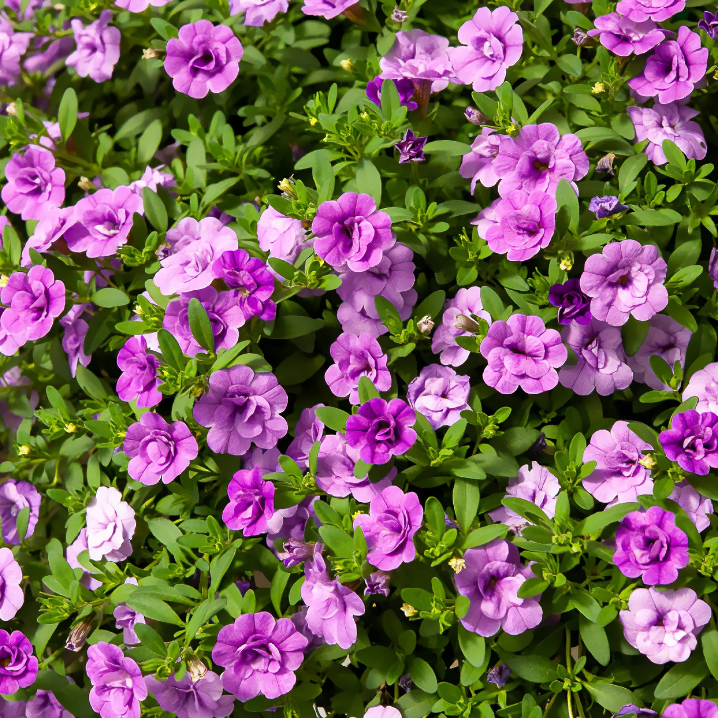 Zauberglöckchen gefüllt Violett (x3) - Volle Blüten den ganzen Sommer