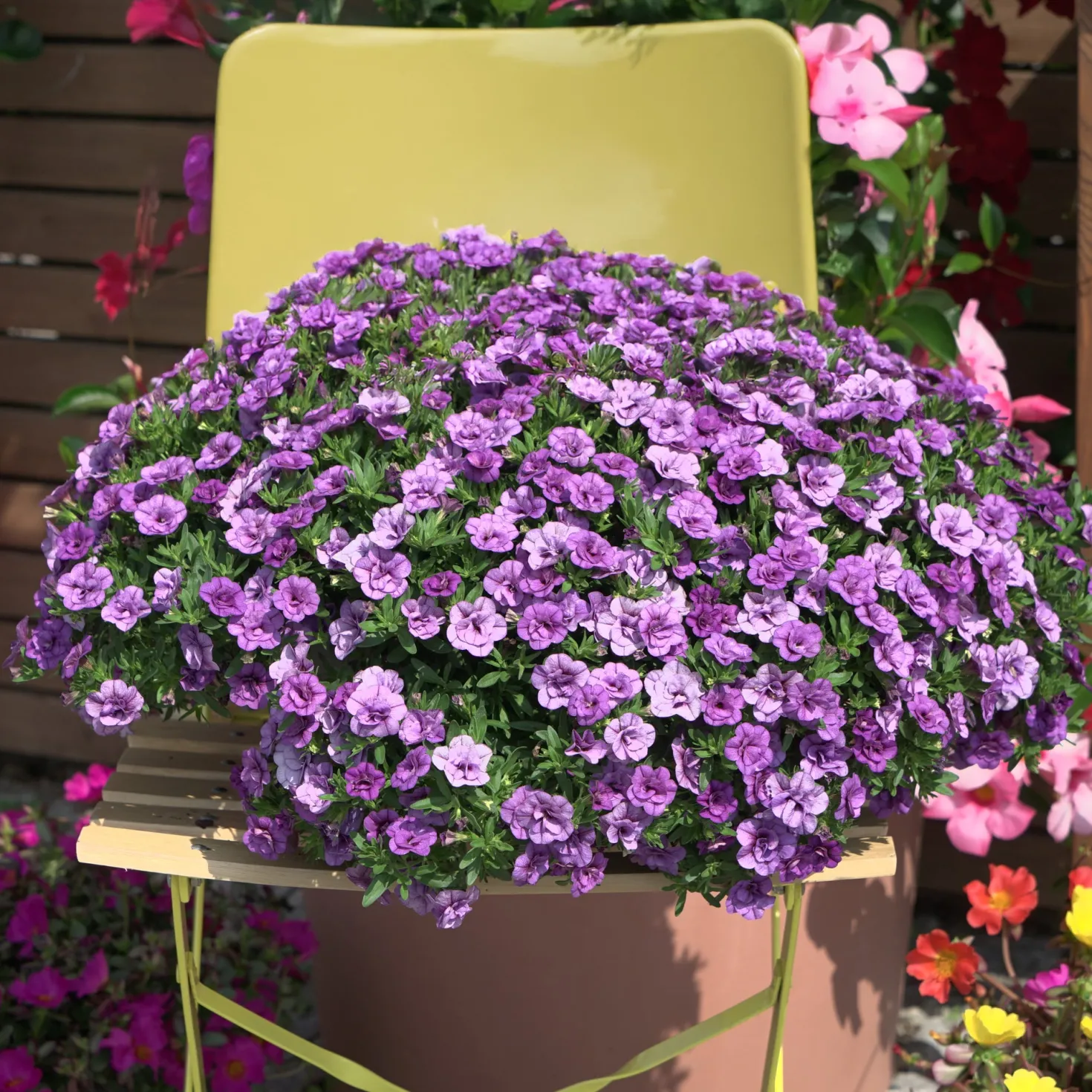 Zauberglöckchen gefüllt Violett (x3) - Volle Blüten den ganzen Sommer