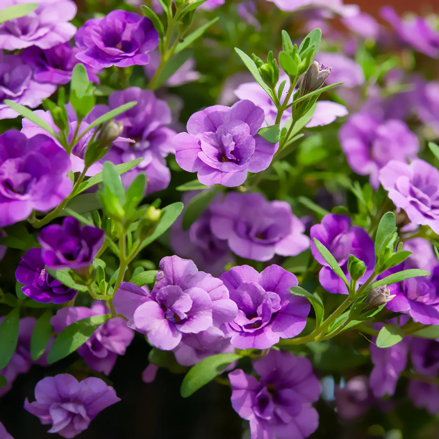 Zauberglöckchen gefüllt Violett (x3) - Volle Blüten den ganzen Sommer