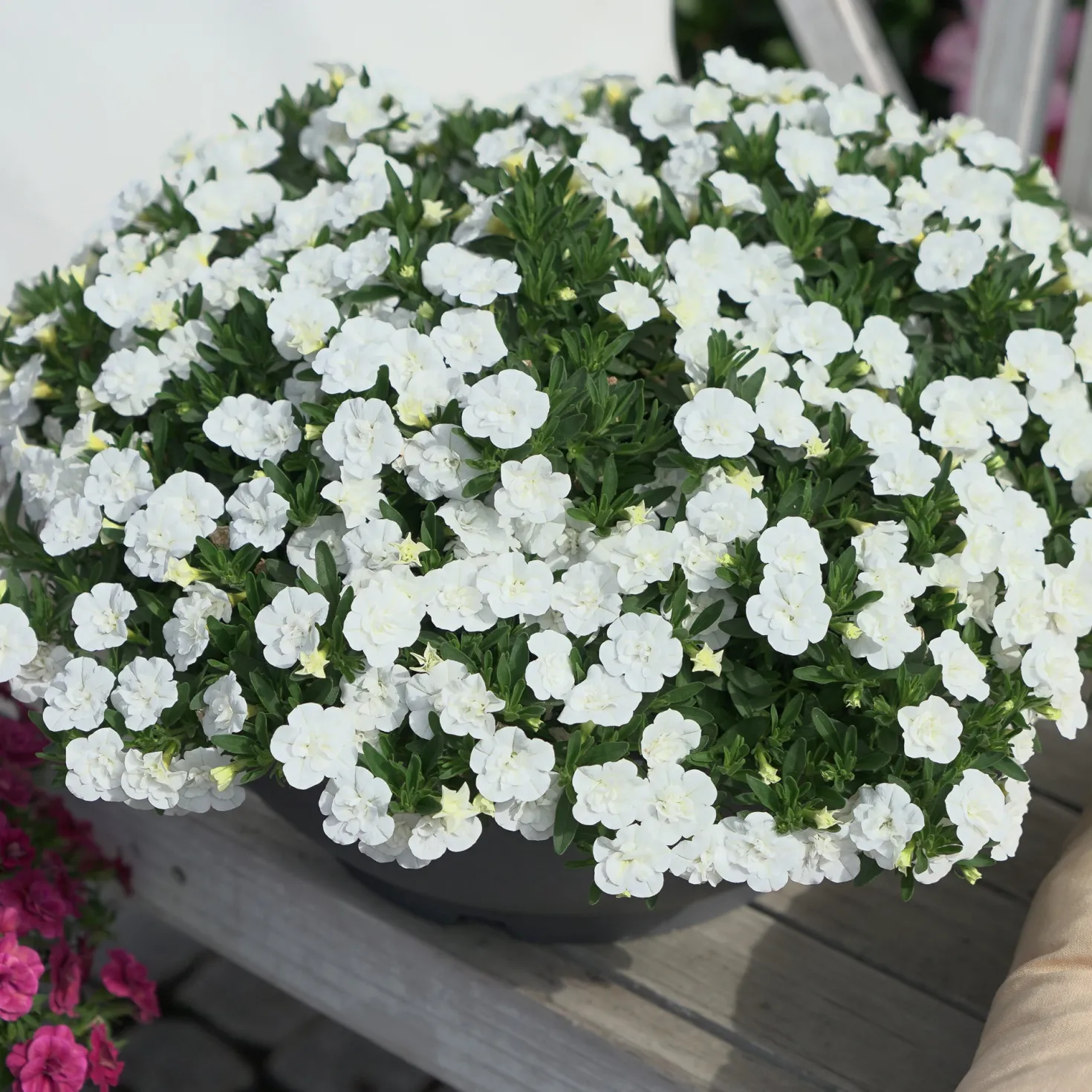 Zauberglöckchen gefüllt Weiß (x3) - Weiße Blütenwolke sofort