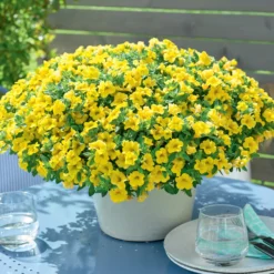 Zauberglöckchen Gelb (x3) - Blütenmeer den ganzen Sommer