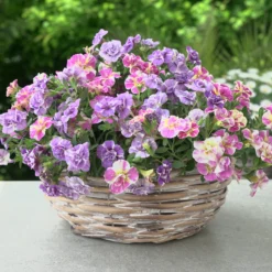 Zauberglöckchen Kollektion ‘Double Loopy’ (x6) - Gefüllte Blüten den Sommer lang
