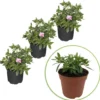Zauberglöckchen MiniFamous Double PinkTastic (x3) - Gefüllte Blüten den ganzen Sommer