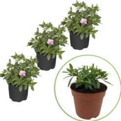 Zauberglöckchen MiniFamous Double PinkTastic (x3) - Gefüllte Blüten den ganzen Sommer