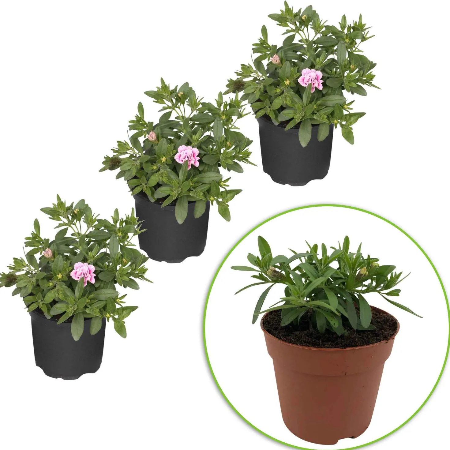 Zauberglöckchen MiniFamous Double PinkTastic (x3) - Gefüllte Blüten den ganzen Sommer