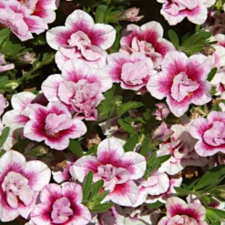 Zauberglöckchen MiniFamous Double PinkTastic (x3) - Gefüllte Blüten den ganzen Sommer