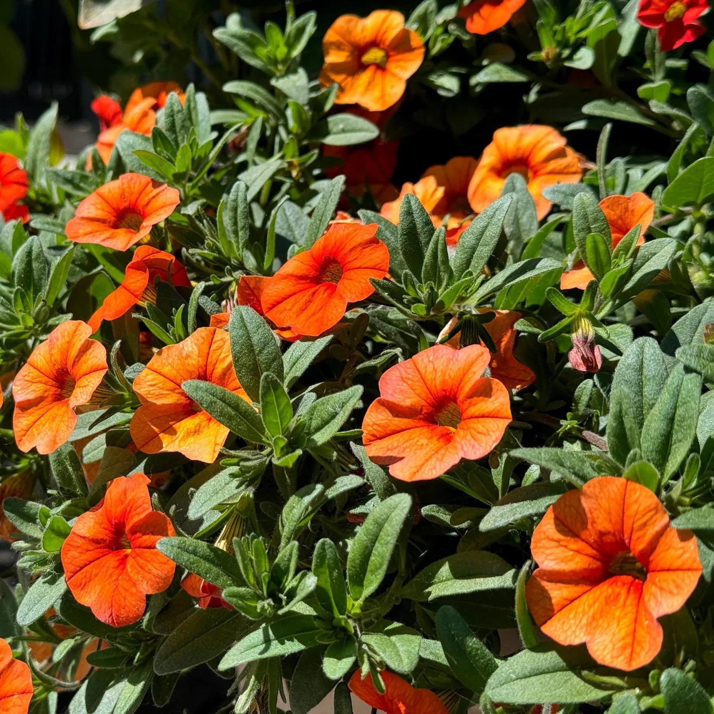 Zauberglöckchen Orange (x3) - Orange Blütenwolke sofort