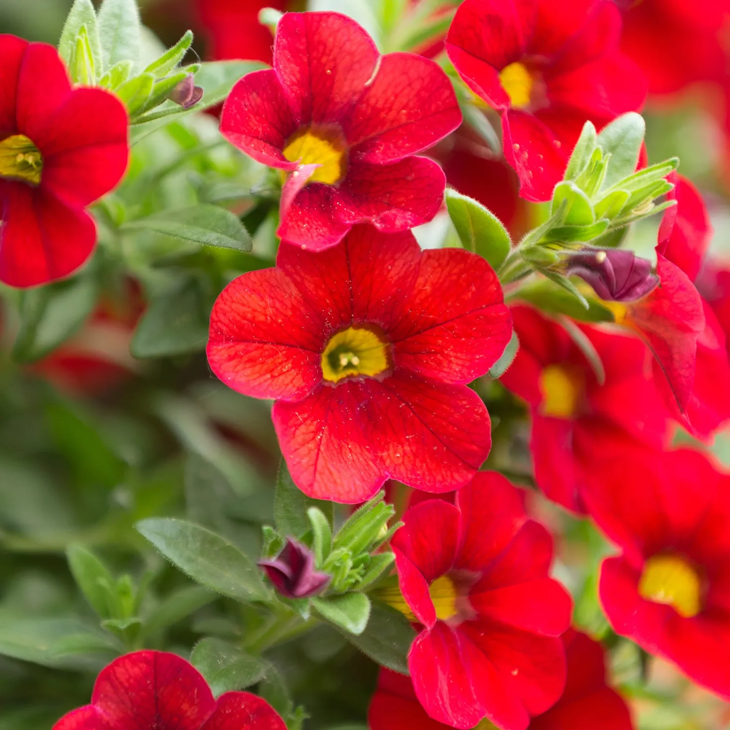 Zauberglöckchen rot - Rote Blütenflut ab April