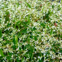 Zauberschnee Diamond Frost - Weiße Blütenwolke sofort
