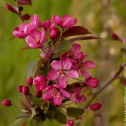 Zierapfel Coccinella - Blüten und Früchte im Nu