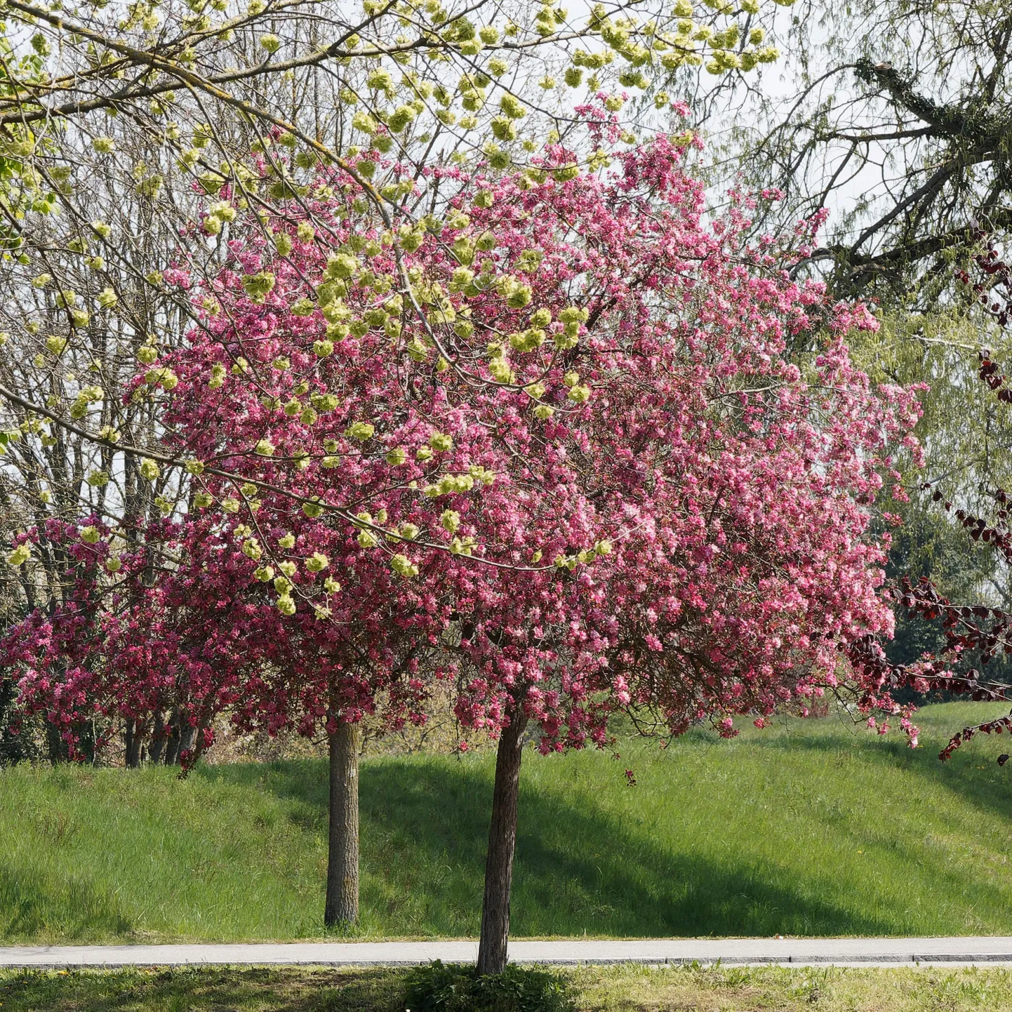 Zierapfel Liset - Rote Blüten, kompakter Baum