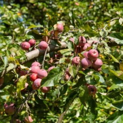 Zierapfel Liset - Rote Blüten, kompakter Baum