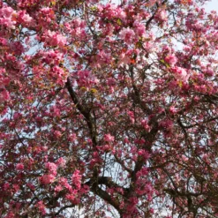 Zierapfel Liset - Rote Blüten, kompakter Baum