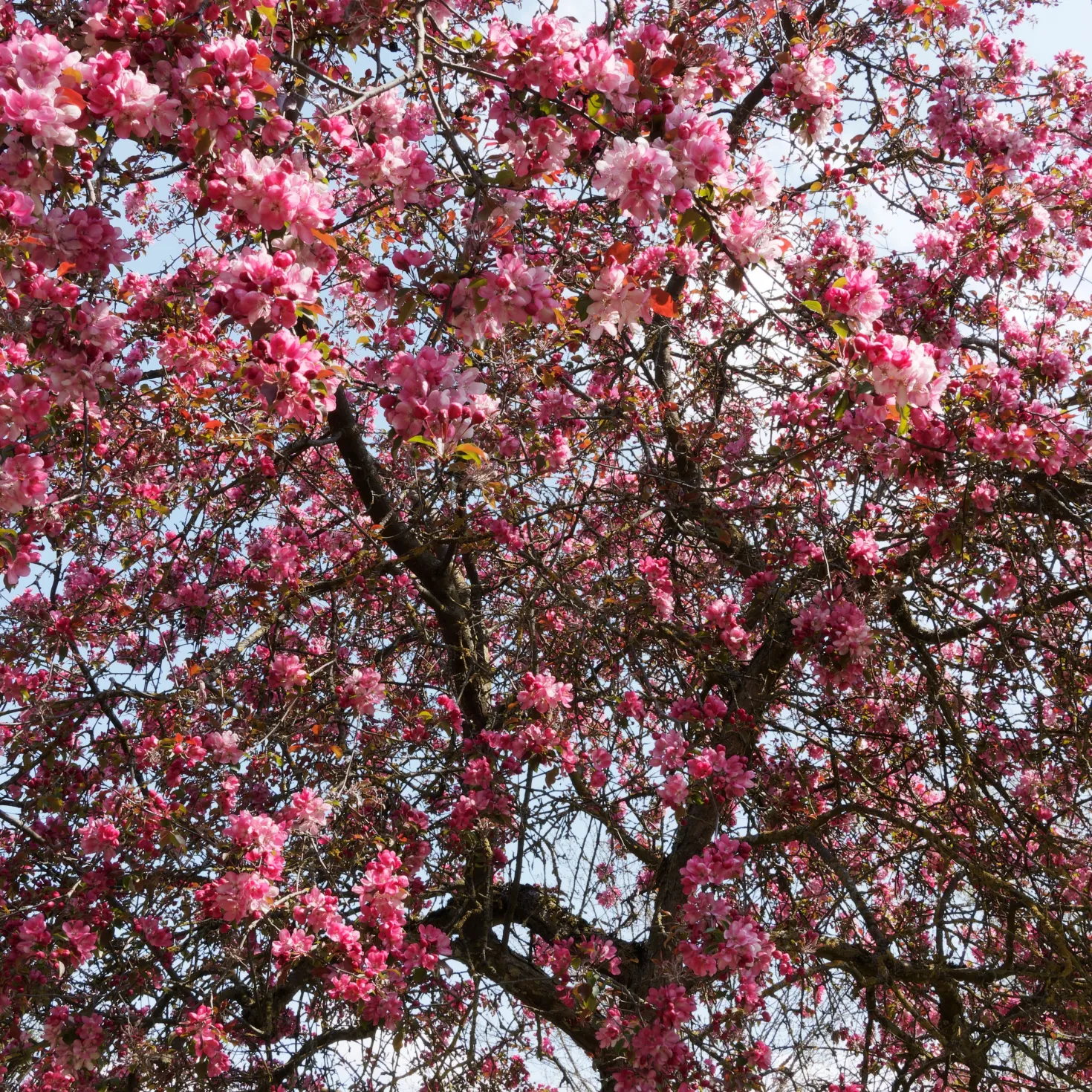 Zierapfel Liset - Rote Blüten, kompakter Baum