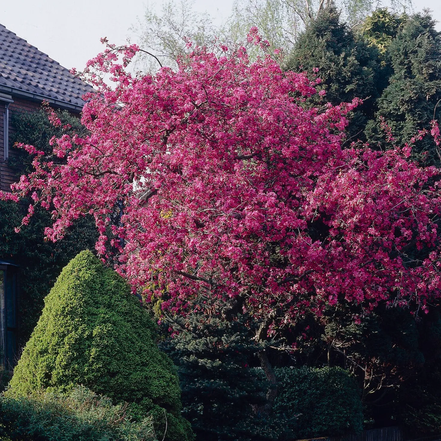 Zierapfel Liset - Rote Blüten, kompakter Baum