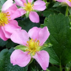 Zier-Erdbeere 'Pink Panda' - Rosa Blüten und süße Früchte