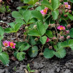 Zier-Erdbeere 'Pink Panda' - Rosa Blüten und süße Früchte