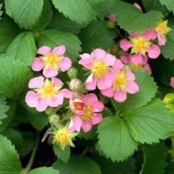 Zier-Erdbeere 'Pink Panda' - Rosa Blüten und süße Früchte