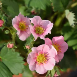 Zier-Erdbeere 'Pink Panda' - Rosa Blüten und süße Früchte